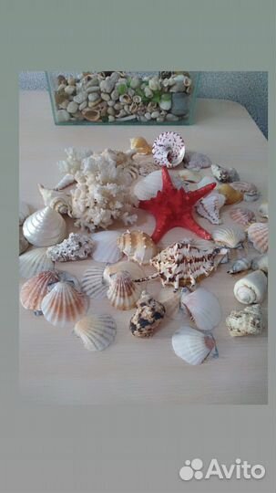 Морские ракушки и кораллы