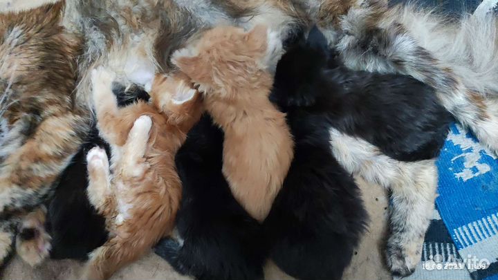 Котята мейн-кун