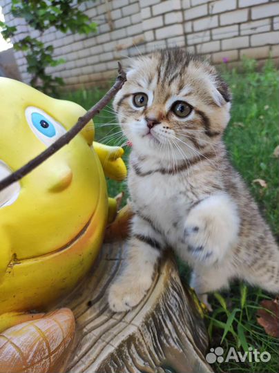 Шотландская вислоухая кошка