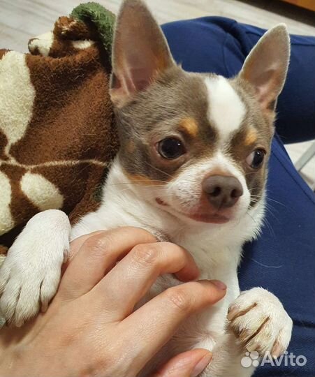 Кобель вязка чихуахуа