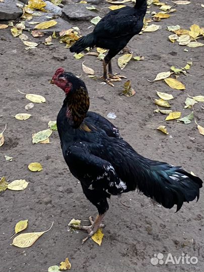 Бойцовский петух