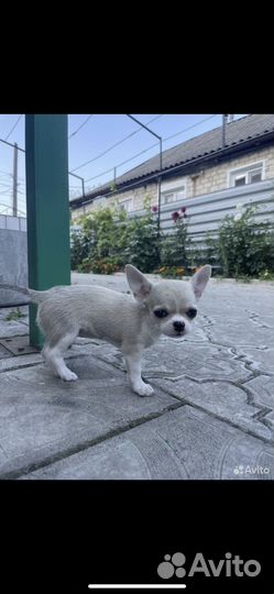 Чихуахуа девочка