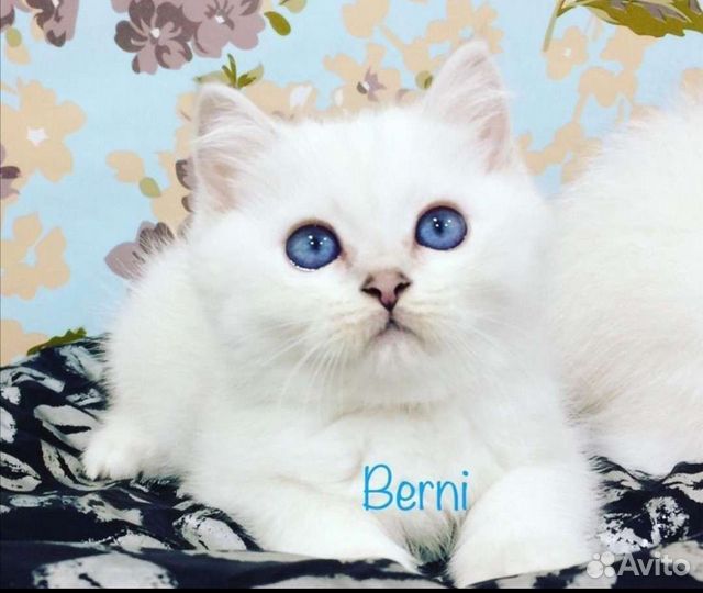 Котята с голубыми глазами