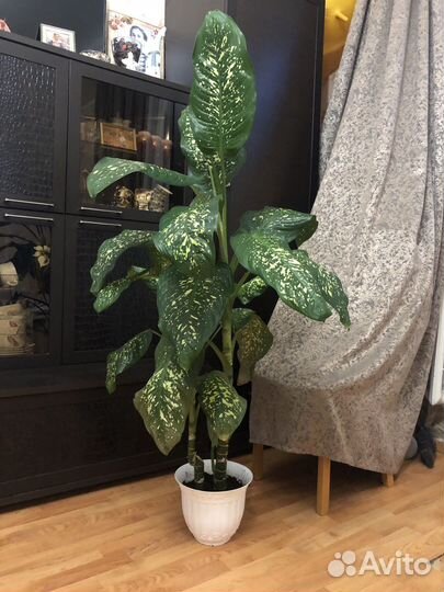 Диффенбахия