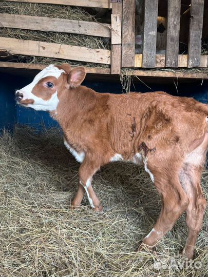 Бычки и телята мясного направления