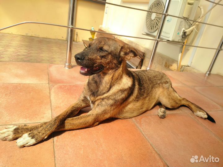 Дора (1год) ищет семью