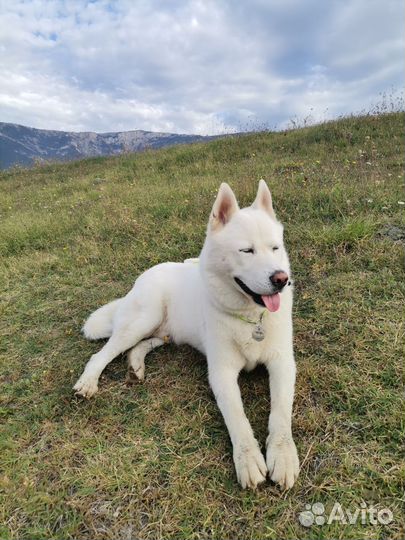 Хаски для вязки