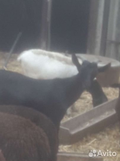 Мурсиано гранадина