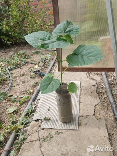 Дерево Павловния