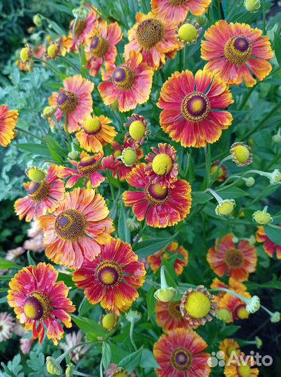 Многолетние цветы