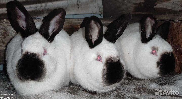 Кролики калифорнийской породы