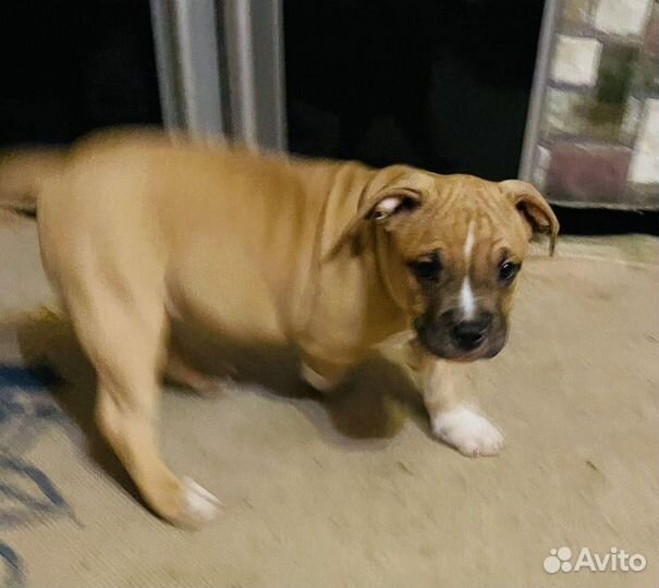 Щенки американского булли