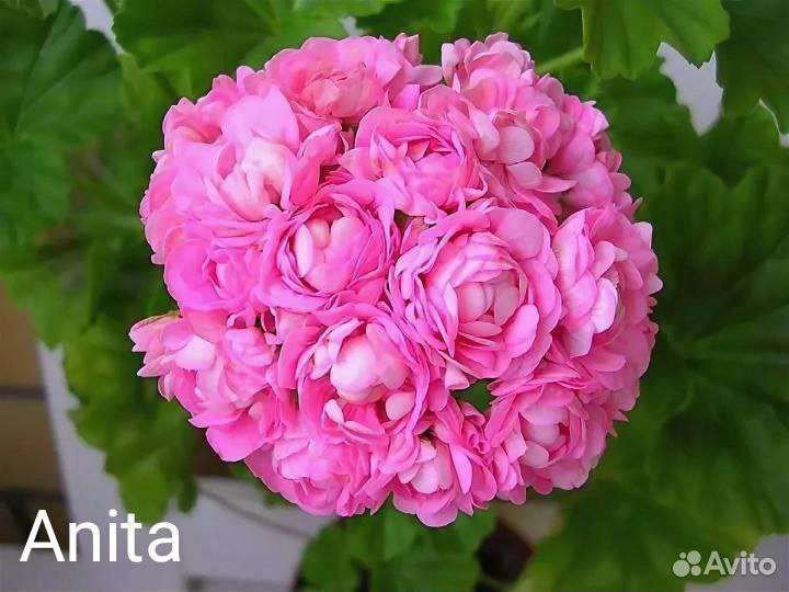 Пеларгонии сортовые