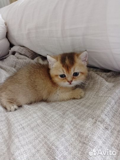 Шотландские котята золотая шиншилла