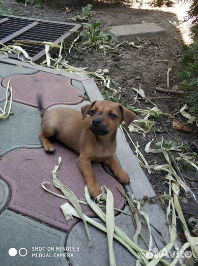 Щенки чихуахуа