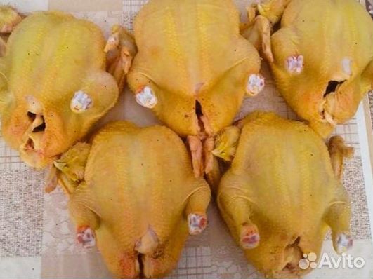 Куры охажденные халяль опт 100шт