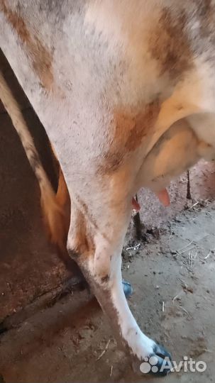 Корова дойная