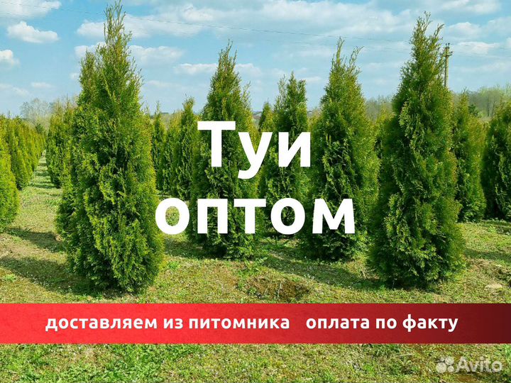 Туя в ассортименте: Смарагд, Брабант, Колумна