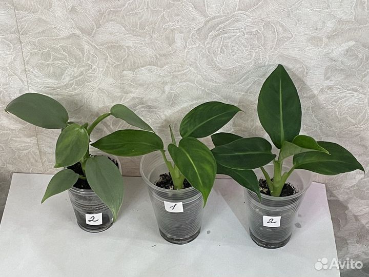 Филодендрон Сильвер даст / диффенбахия Грин меджик