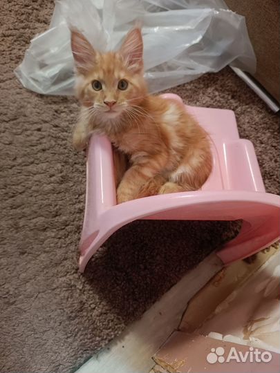 Кошка мейкун девочка