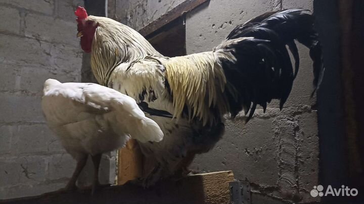 Петухи