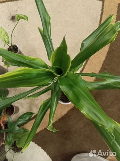 В ассортименте