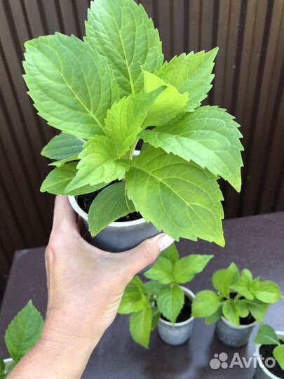 Гортензия саженцы зкс