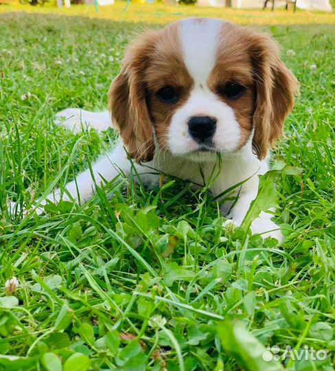 Кинг чарльз спаниель