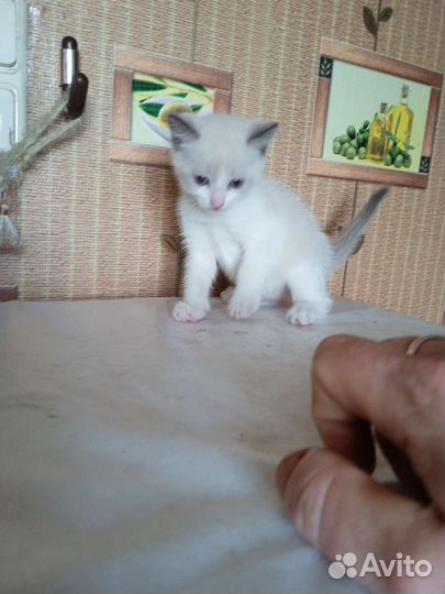 Котята
