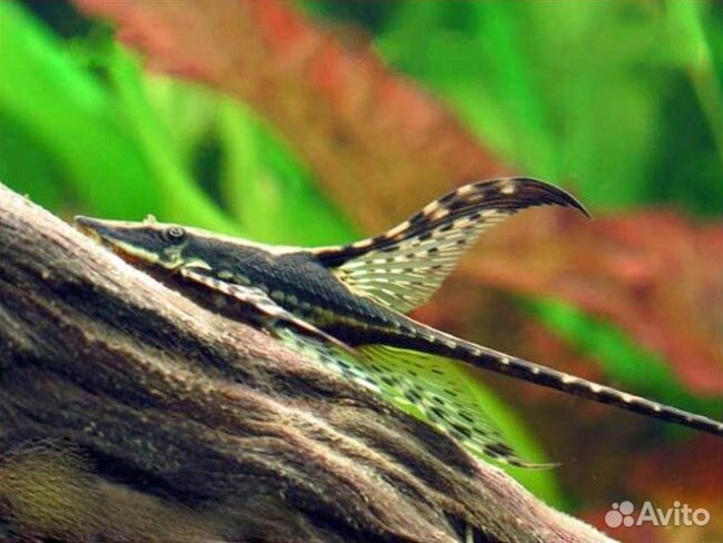 Стурисома Панамская аквариумная стрекоза Лорикарии