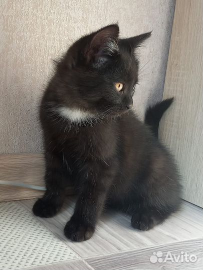 Котик 2 месяца