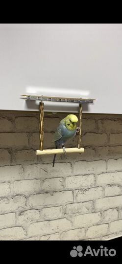 Качели для волнистых попугайчиков