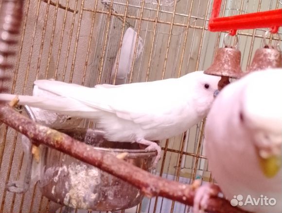 Попугай волнистый, пара