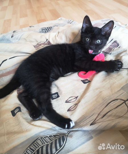 Победитель розового гламура