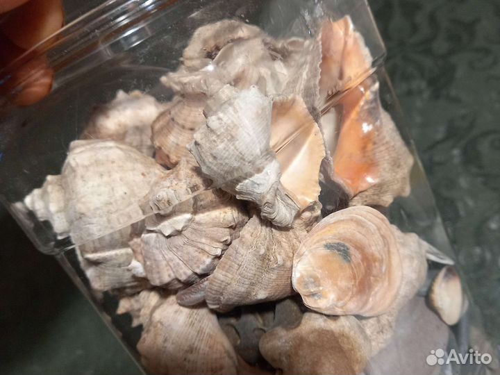 Морские ракушки улитки
