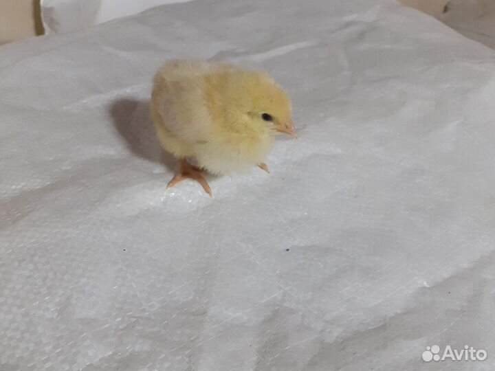 Цыплёнок петушок Ломан Браун