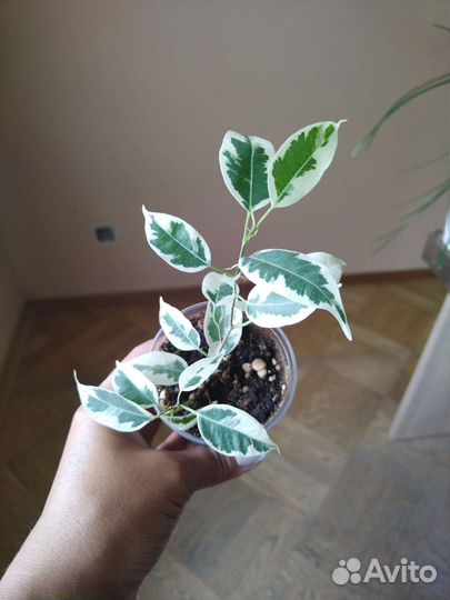 Фикус бенджамина