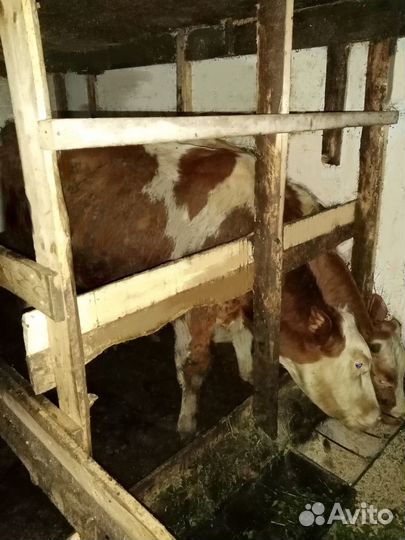 Бычки, быки