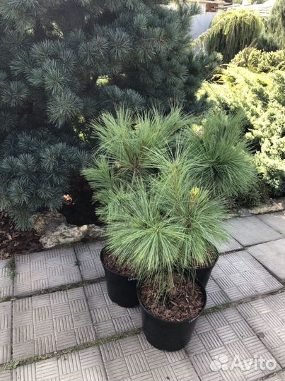 Сосна Грин твист Винтерголд и другие