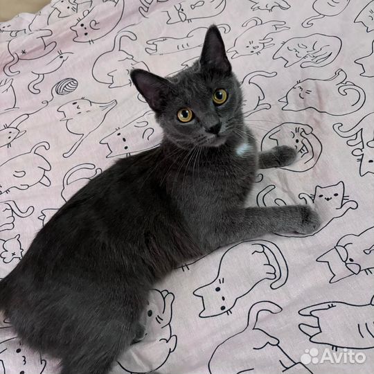 Кошки в добрые руки