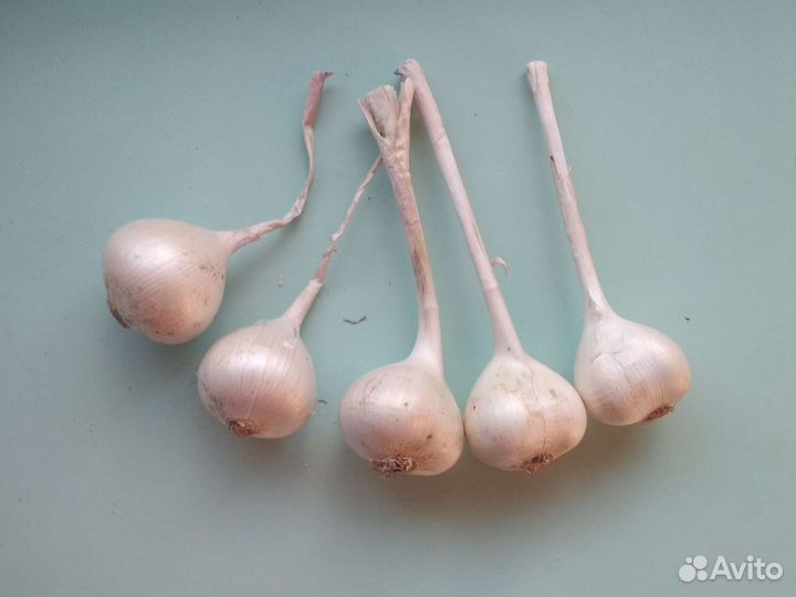Луковицы Суворовского лука