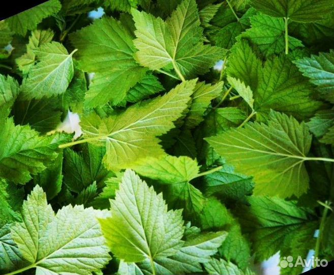 Листья смородины