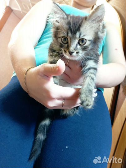 Кошки курильский бобтейл
