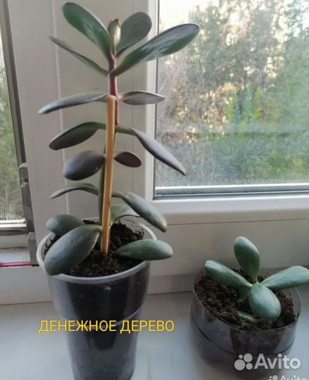 Комнатные растения