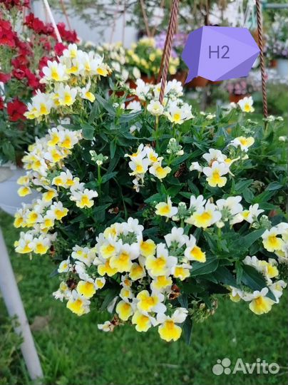 Вербена, немезия