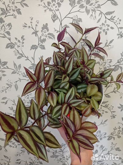 Традесканции более 10 видов, коллизия, рео