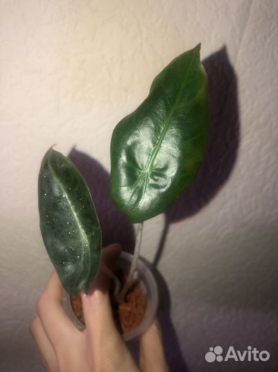 Алоказия Розовый дракон и Лукиван