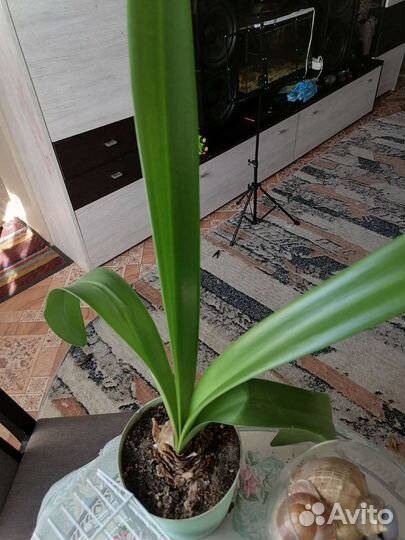 Гиппиаструм