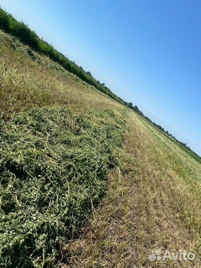 Сено люцерны в тюках