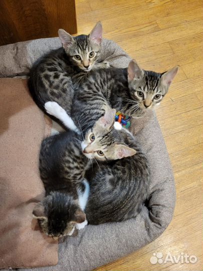 Котята